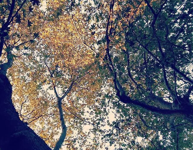 Отель Olympos Платамонас